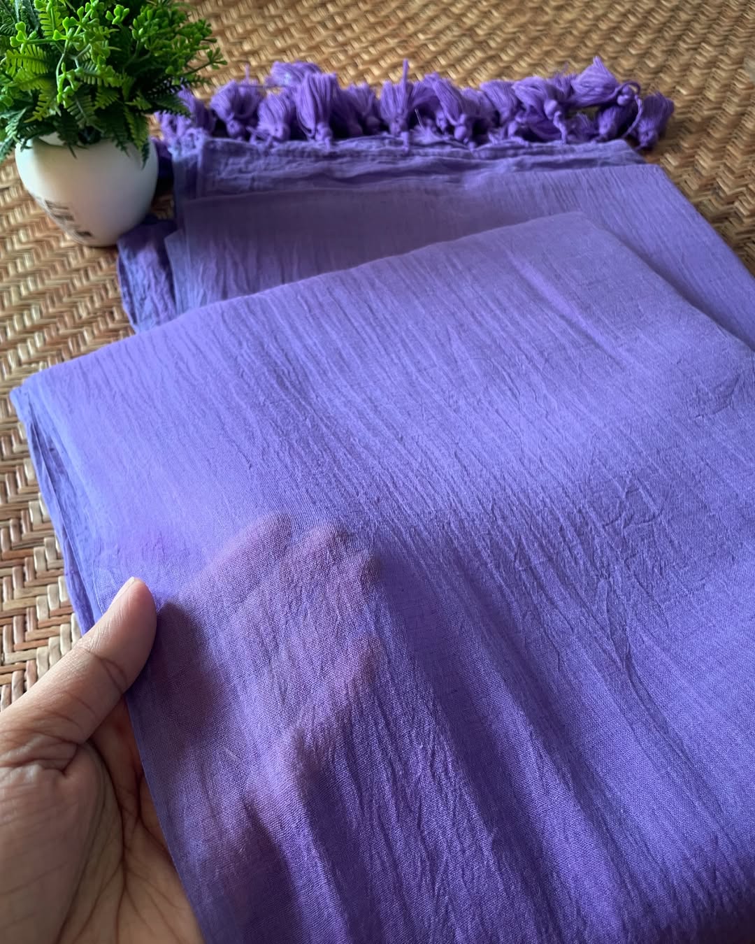 Viola